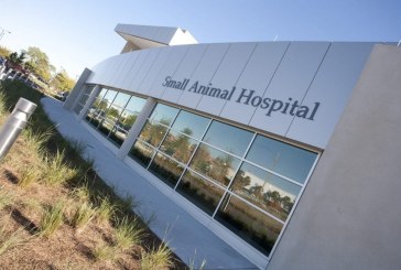 Office Space: University of Florida Small Animal Hospital
