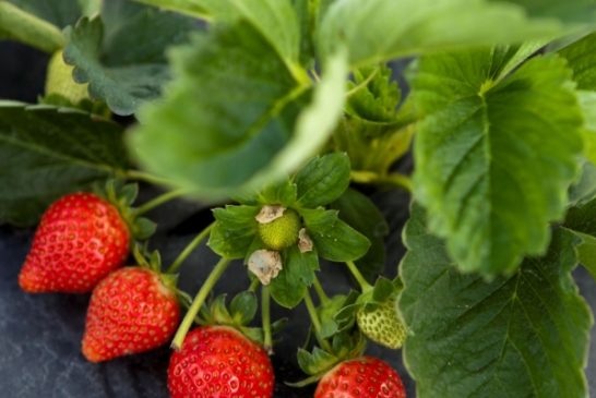 Robots may eventually help kill weeds that impede strawberry yield