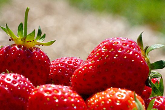 Strawberry is the October Plant of the Month