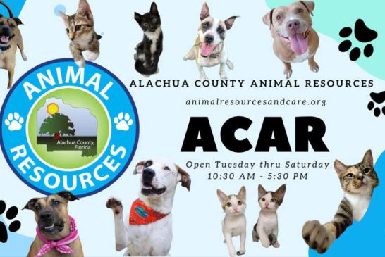 Alachua County Animal Resources Emergency Intake Shutdown